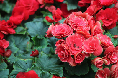 Close up photo of begonia flower