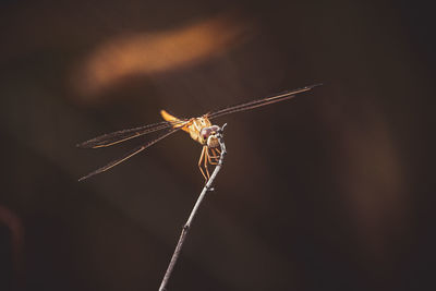 Close-up of dragonfly