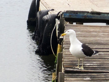 Close-up of bird perching on lake