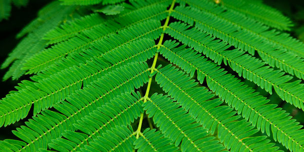 Full frame shot of green leaves