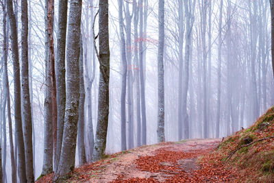 Trees growing in forest during winter