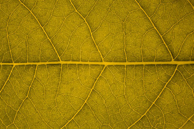 Full frame shot of green leaf