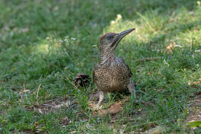 Bird in a field