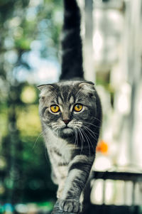 Close-up portrait of a cat