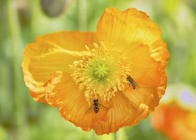 Close-up of insect on flower