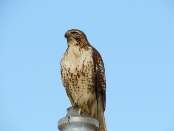 Low angle view of hawk perching against clear sky
