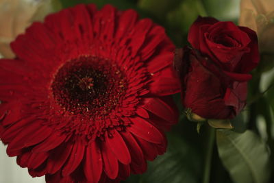 Close-up of red rose