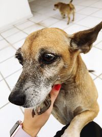 Cropped image of woman with dog