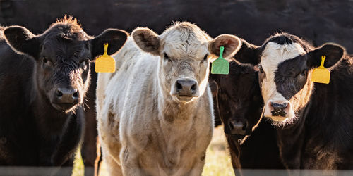 Web banner close up image of four beef calves looking at the camera backlit by sunlight.
