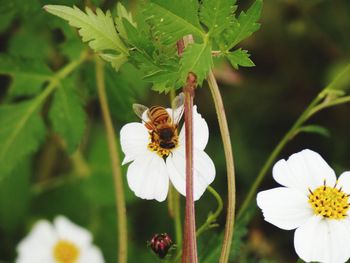 Close-up of bee pollinating on flower