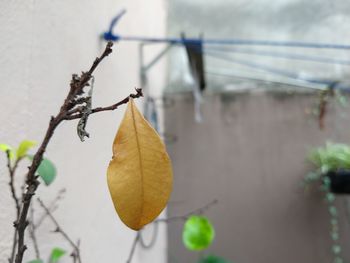 Close-up of dry leaves hanging on branch