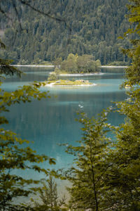 Scenic view of lake by trees in forest