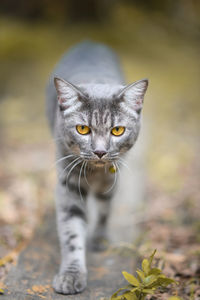 Portrait of cat on field