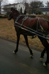 Horse on field