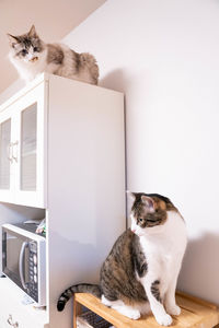 Cat sitting on table at home