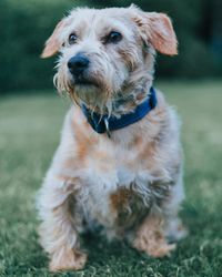 Portrait of dog sitting on field