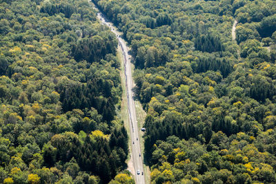 High angle view of pine trees in forest