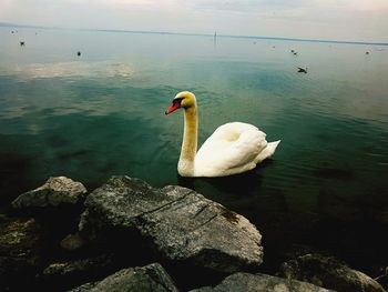 Swan swimming on rock by sea against sky