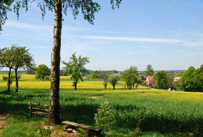 Scenic view of agricultural field against sky