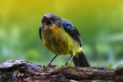 Close-up of bird perching on rock