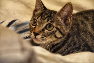 Close-up portrait of a cat