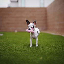 Dog running in a field