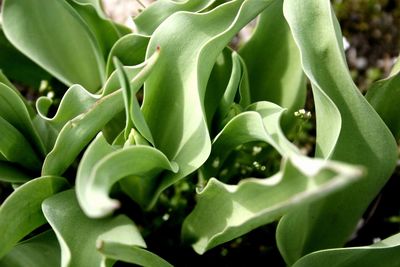 Close-up of succulent plant