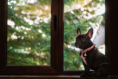 View of a french bulldog dog looking through window against coniferous tree and sunbeam