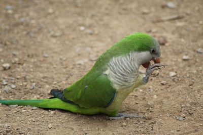 High angle view of parrot