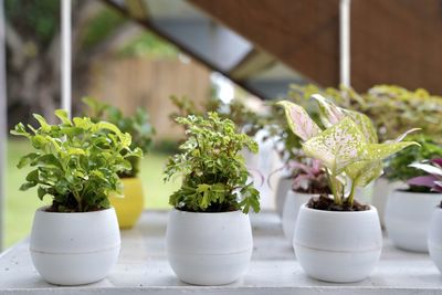 Close-up of potted plant