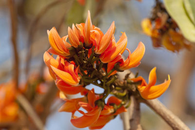 Close-up of orange flowering plant