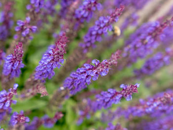 Close-up of purple flowers blooming outdoors