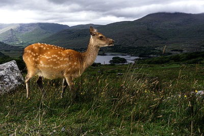 Donkey grazing on field