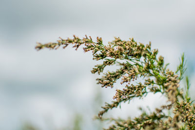 Low angle view of flowering plant against sky