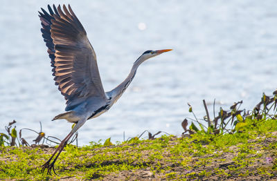 View of a bird flying over water