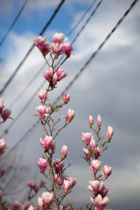 Low angle view of flowering plant