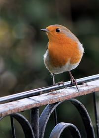 Robin perching on gate