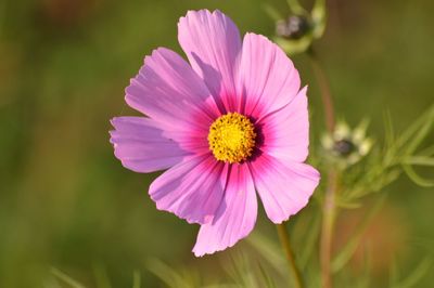 Close-up of pink cosmos flower blooming outdoors