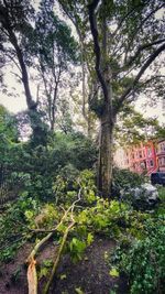 Trees and plants growing outside house in forest