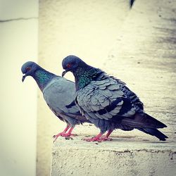 Pigeon perching on wall