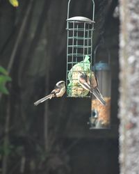 Close-up of bird perching on feeder