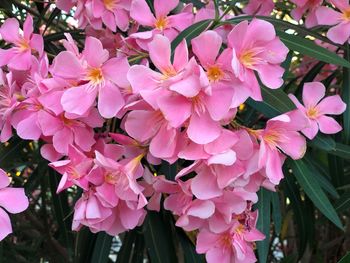 Close-up of pink flowering plant