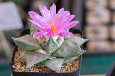 Close-up of pink flower pot