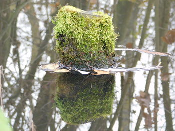 Close-up of tree trunk in forest