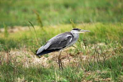 Close-up of a heron standing  in a field. vestamager nature reserve, copenhagen.
