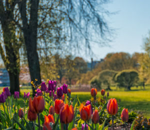 Close-up of tulips in park