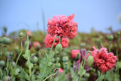 Close-up of pink flowering plant