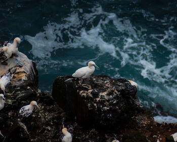 Close-up of bird perching on rock