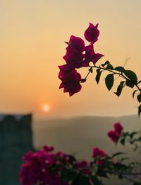 Close-up of pink rose blooming against sky