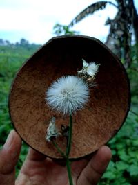 Close-up of hand holding plant